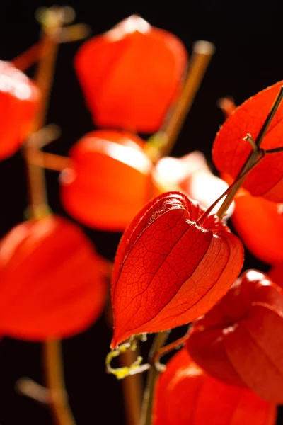 stock image Physalis alkekengi isolated on a dark background