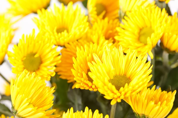 Krysanteemin kukat — kuvapankkivalokuva