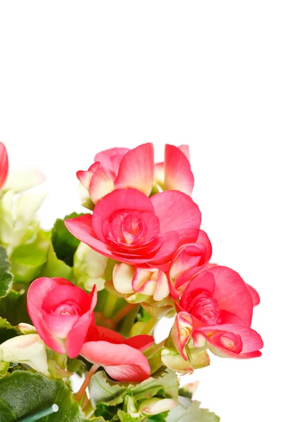 Begonia květ — Stock fotografie