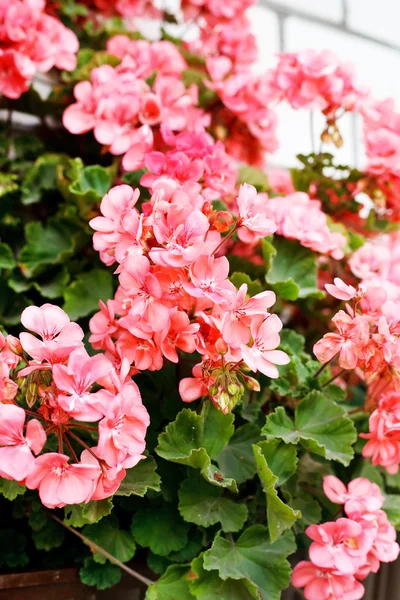 Krása růžové pelargónie — Stock fotografie