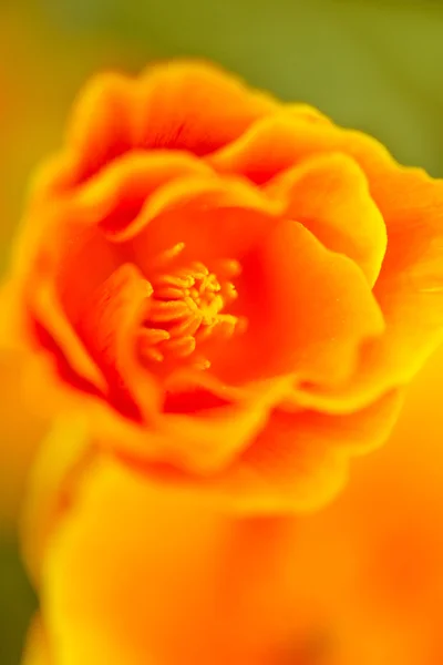 Poppie flower — Stock Photo, Image