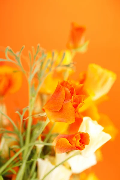 Hermosas flores de amapola — Foto de Stock