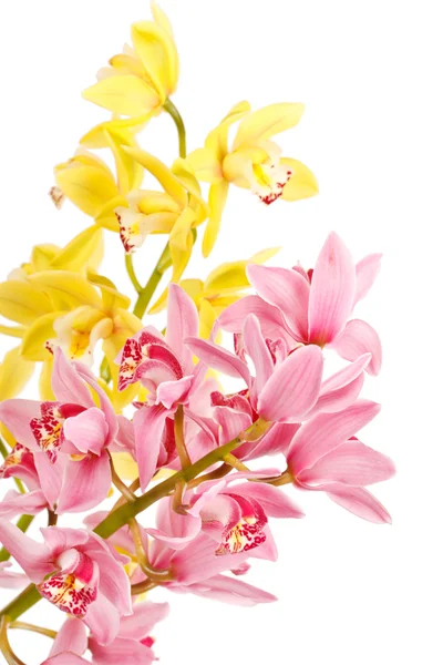 Орхідея ізольована на білому тлі — стокове фото
