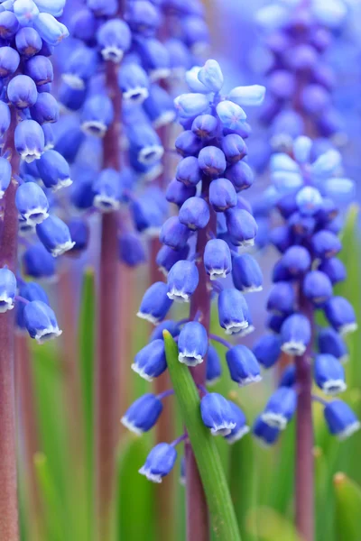 stock image Grape hyacinth in spring