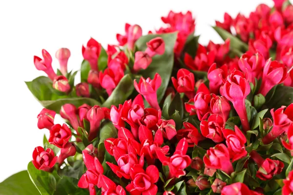 Flores rojas —  Fotos de Stock