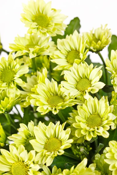 Stock image Chrysanthemum Flowers