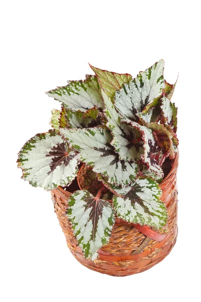 Begonia in vaso — Foto Stock