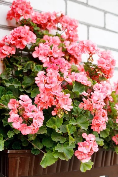 Beauty pink geranium — Stock Photo, Image