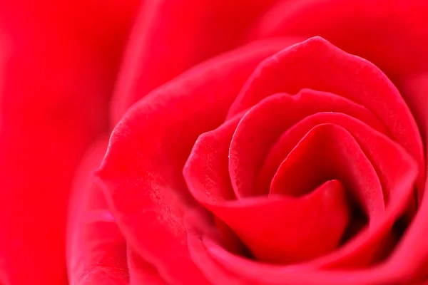 红玫瑰宏观 — 图库照片