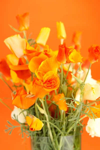 美しいポピーの花 — ストック写真