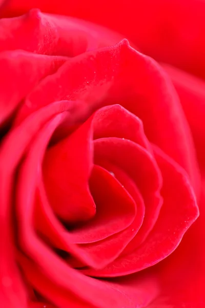 Macro rosa roja — Foto de Stock