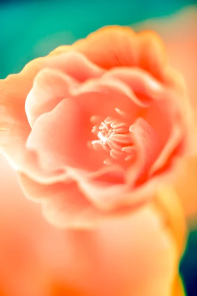 Квітка poppie — стокове фото