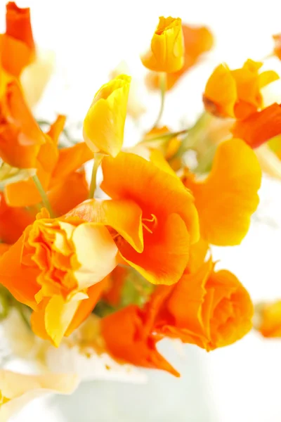 Krásný mák květiny — Stock fotografie