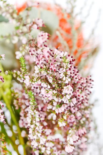 Heather flowers — Stock Photo, Image