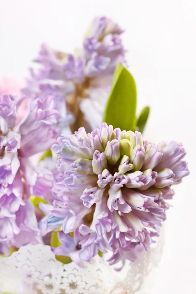 Hermoso jacinto —  Fotos de Stock