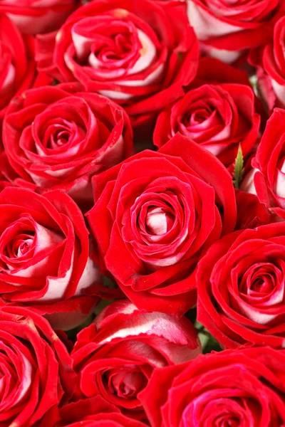 Røde roser - Stock-foto