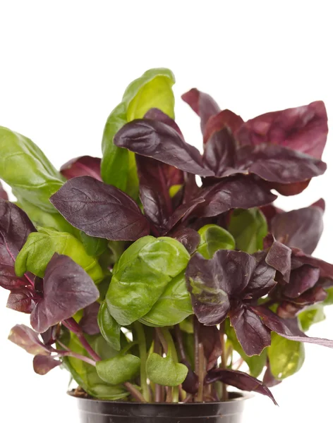 stock image Fresh basil