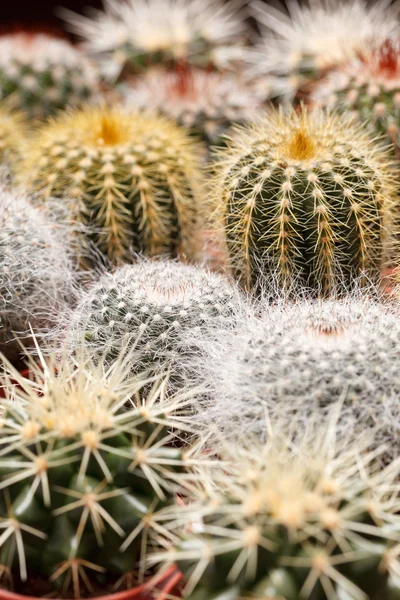 Fleurs de cactus — Photo