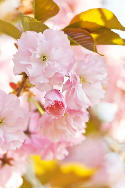 Японская вишня с цветком — стоковое фото
