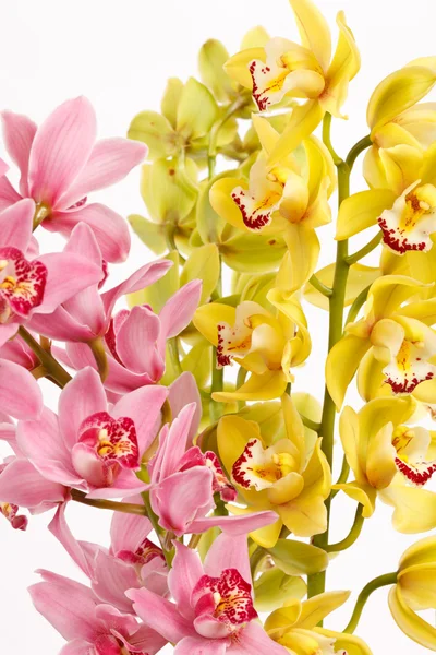 Orchid isolated on white background — Stock Photo, Image