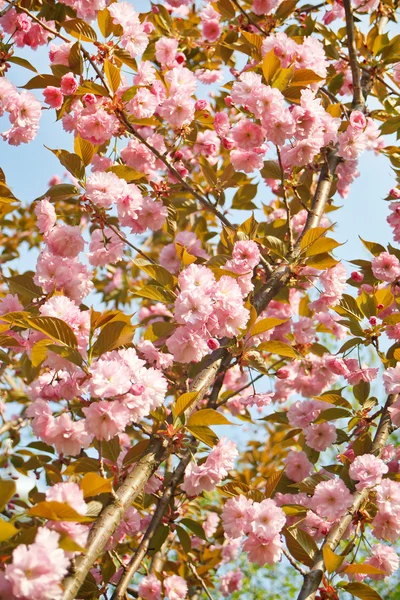 stock image Japanese cherry with blossom