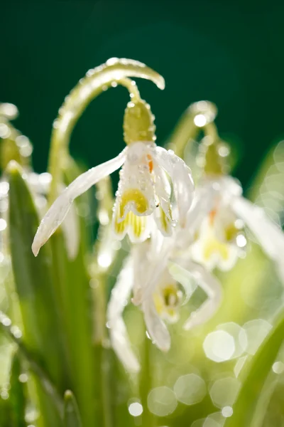 雪花莲的花 — 图库照片