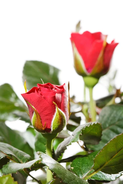 Röda rosor i en kruka — Stockfoto