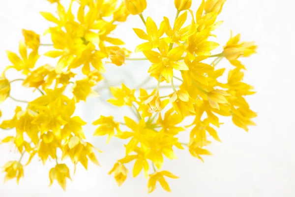 Flores amarelas no vaso — Fotografia de Stock
