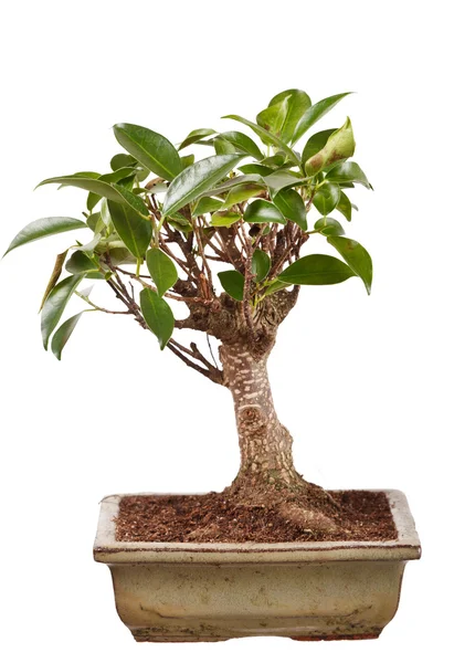 Árbol de bonsái en una maceta aislada sobre fondo blanco —  Fotos de Stock