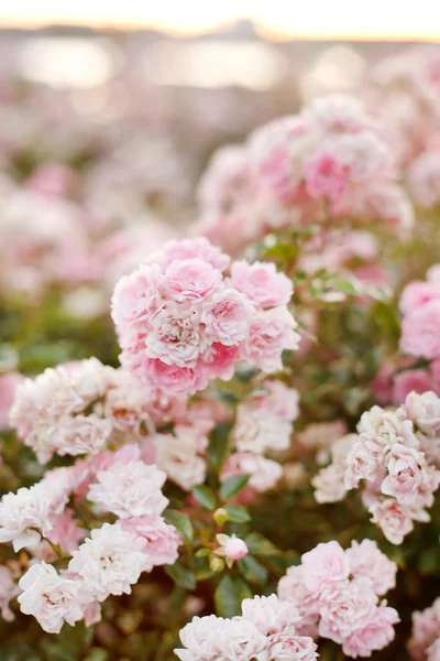 Krásná růžová růže v zahradě — Stock fotografie