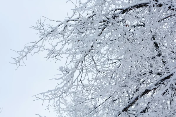 Winterpark im Schnee — Stockfoto