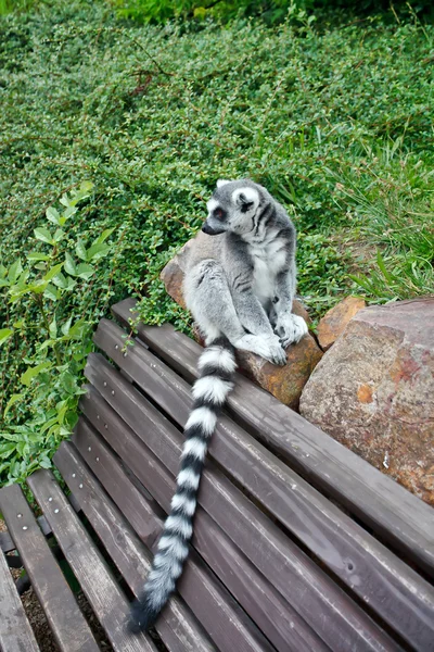 Roztomilý lemur — Stock fotografie