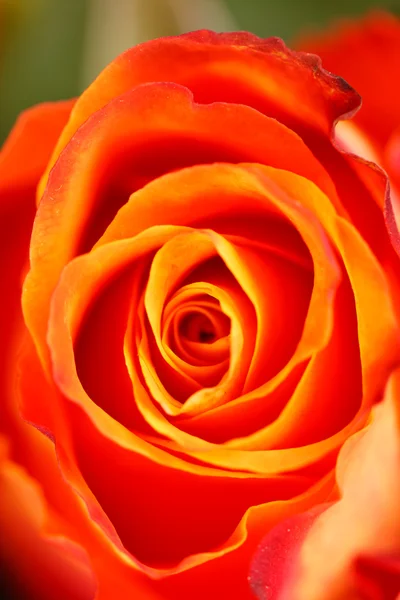 Belle rose — Foto Stock