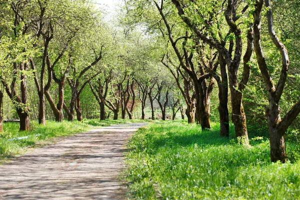Spring alley — Stock Photo, Image