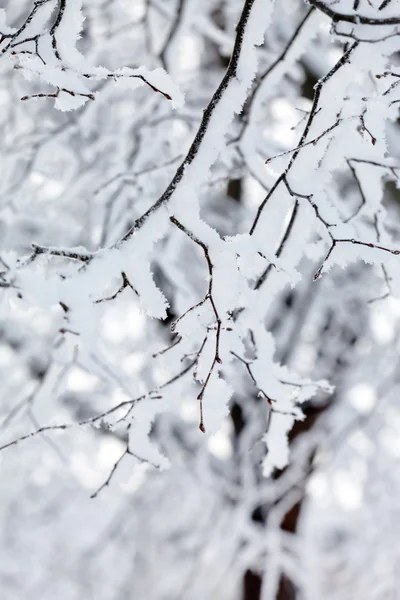 Parque de inverno na neve — Fotografia de Stock