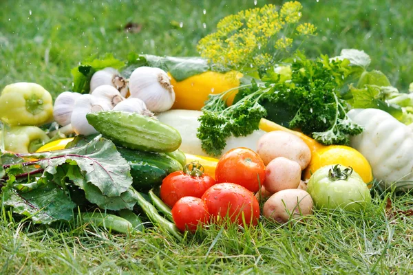 Fresh vfresh vegetables — Stock Photo, Image
