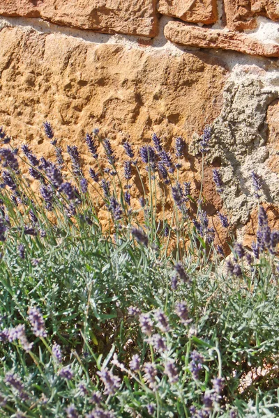 stock image Lavender in the summer