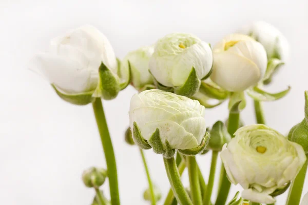 Ranunculus blanco —  Fotos de Stock