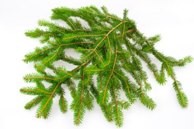 Fir branch clipart