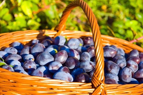 Plums in the basket — Stock Photo, Image