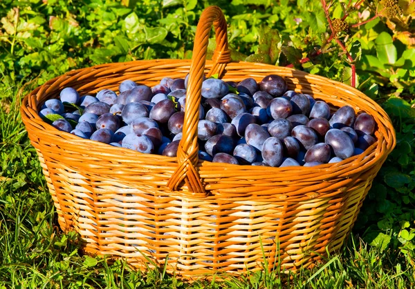 stock image Plums in the basket