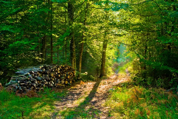 Pile of wood in forest — Stock Photo, Image