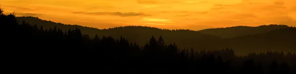 Вечно зеленый лесной закат XXL — стоковое фото