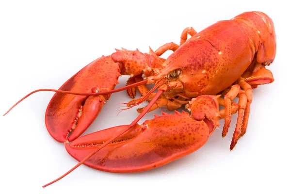 stock image Lobster