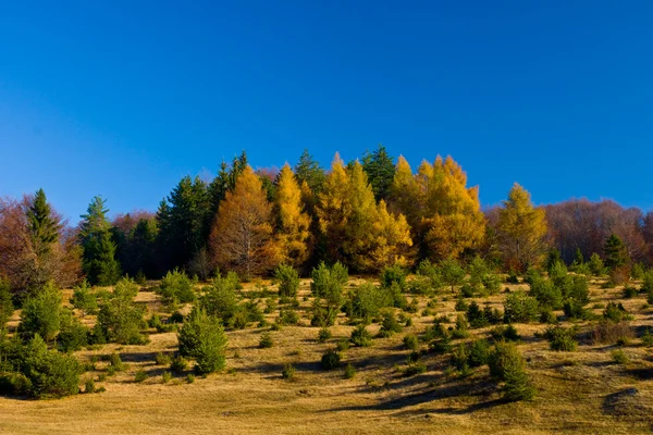 Jesień łąka — Zdjęcie stockowe