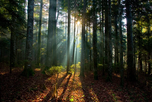 Słońce świeci przez drzewa w lesie — Zdjęcie stockowe