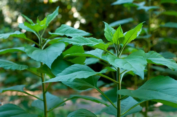 Ung grön solros växt med kort skärpedjup — Stockfoto