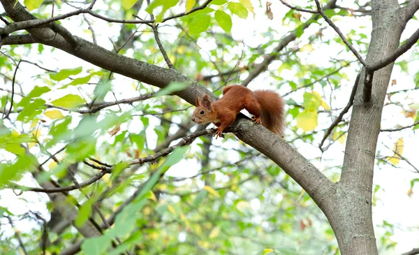 Wiewiórka na drzewie w lesie — Zdjęcie stockowe