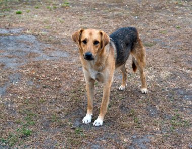 köpeklere Park