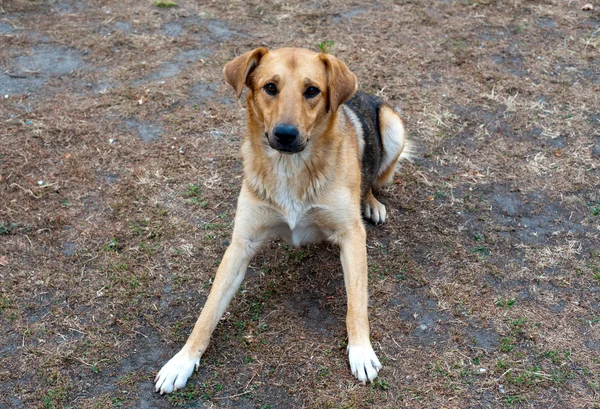 stock image Stray dog in the park